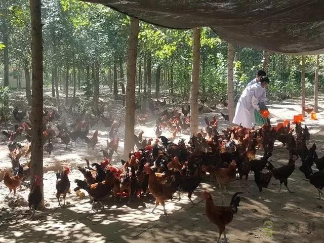 京東的這些“網(wǎng)紅”農(nóng)業(yè)項(xiàng)目，你都知道嗎？