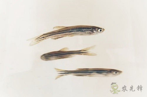 腸道土著菌讓魚兒吃糖長肉？