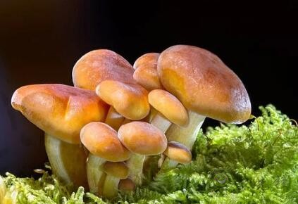 采摘成功率可達97%，蘑菇采摘機器人