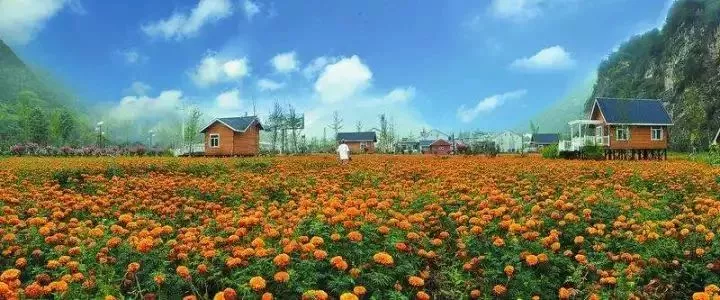 當代中國農(nóng)業(yè)轉(zhuǎn)型技術選擇之爭:化學化？轉(zhuǎn)基因？