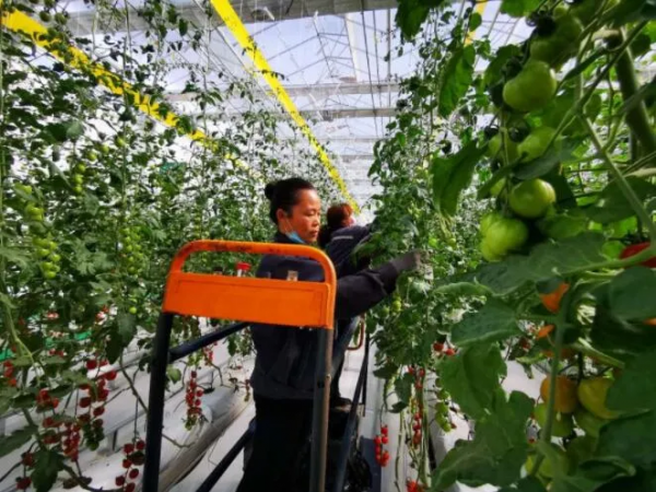 人均年收入40萬+，壽光蔬菜成功秘訣到底是什么
