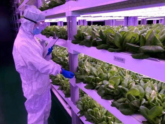 透視中日荷三國(guó)“植物工廠”案例，植物工廠的下一站又是什么