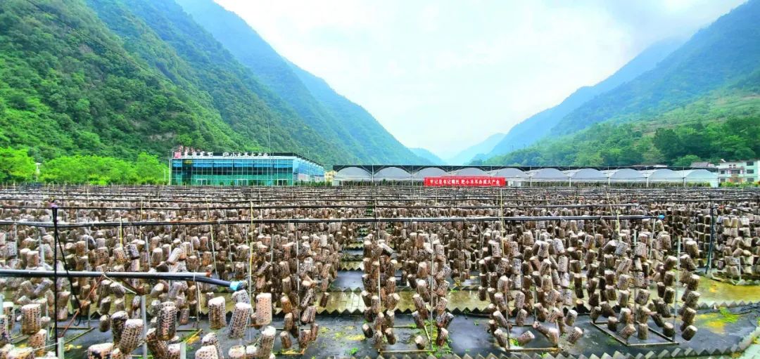 特色產業(yè)與康養(yǎng)旅游融合發(fā)展的柞水路徑
