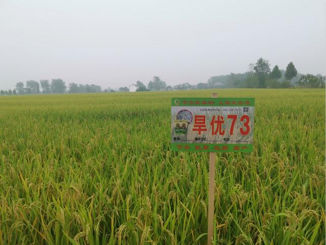 讓中國的水養(yǎng)得起中國的稻 世界首創(chuàng)的上海稻種可減排90%，掀起水稻“藍(lán)色革命”