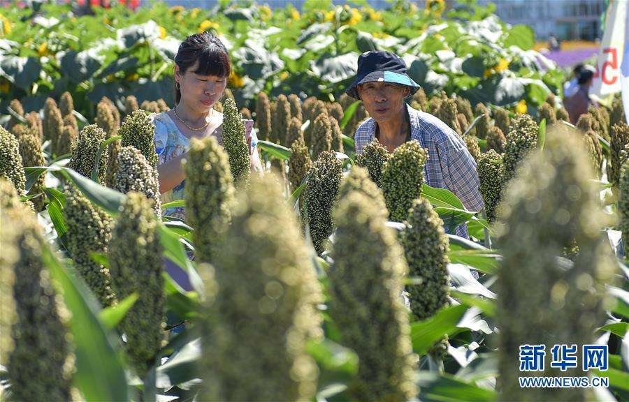 黃宗智: 為什么美國(guó)式大農(nóng)場(chǎng)農(nóng)業(yè)注定在中國(guó)行不通?