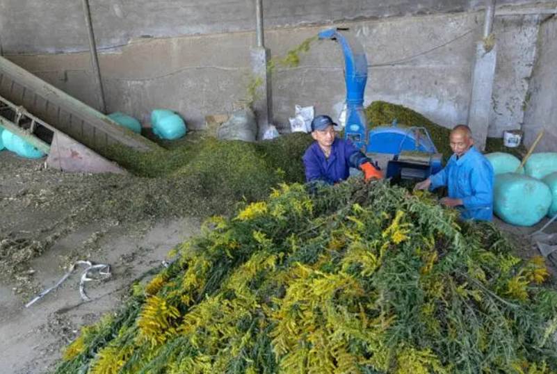 加拿大一枝黃花遇見(jiàn)對(duì)手 可作為湖羊飼料