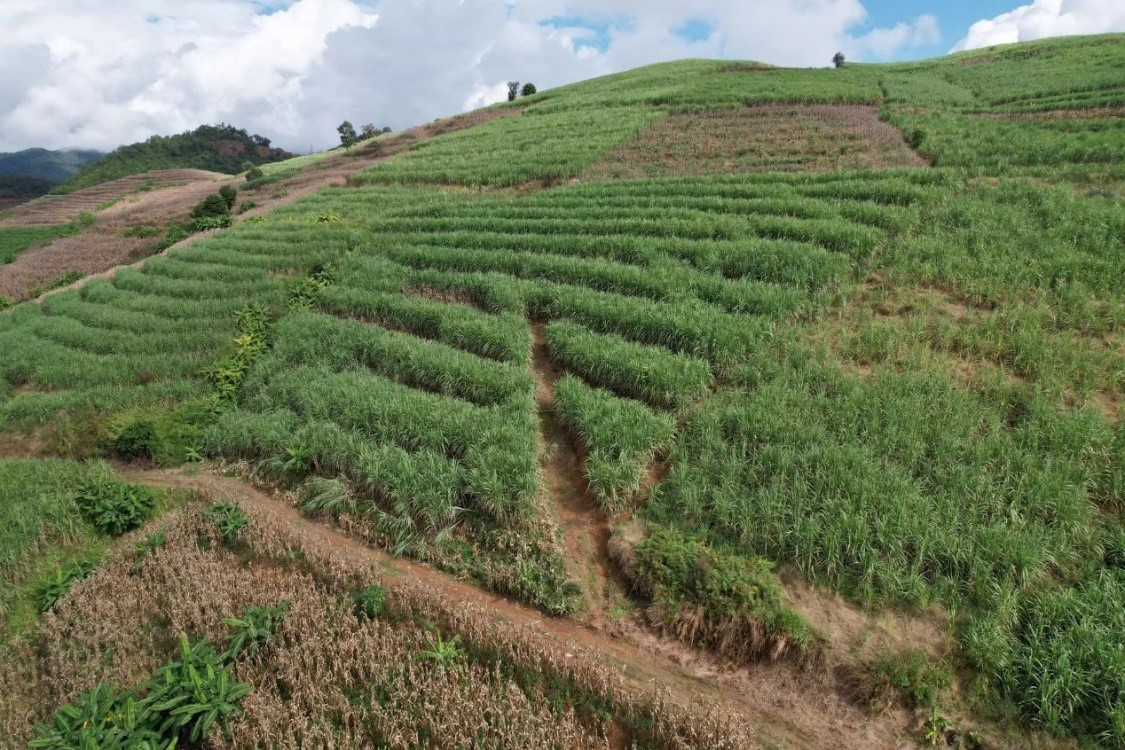 中國(guó)農(nóng)大研發(fā)新農(nóng)機(jī)助云南山地甘蔗收割
