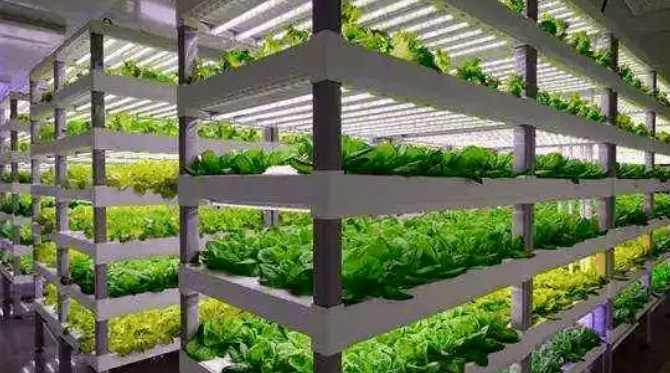 “植物工廠” 是什么，怎么建？