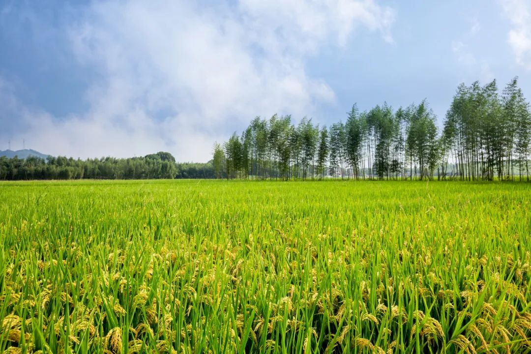 【數(shù)字農(nóng)業(yè)案例】阿里巴巴首個數(shù)字農(nóng)場項(xiàng)目